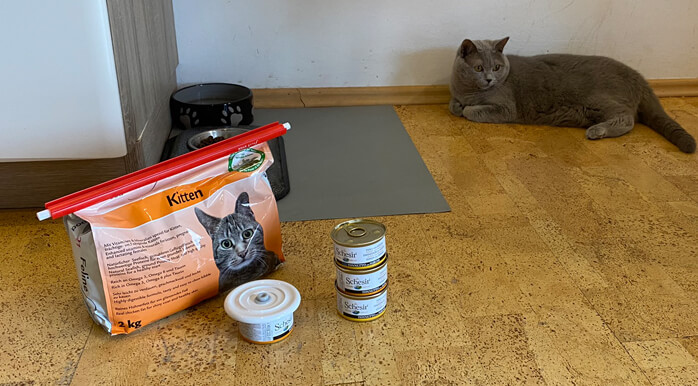 kako shraniti hrano za mačke - pripomočki za shranjevanje hrane za hišne ljubljenčke